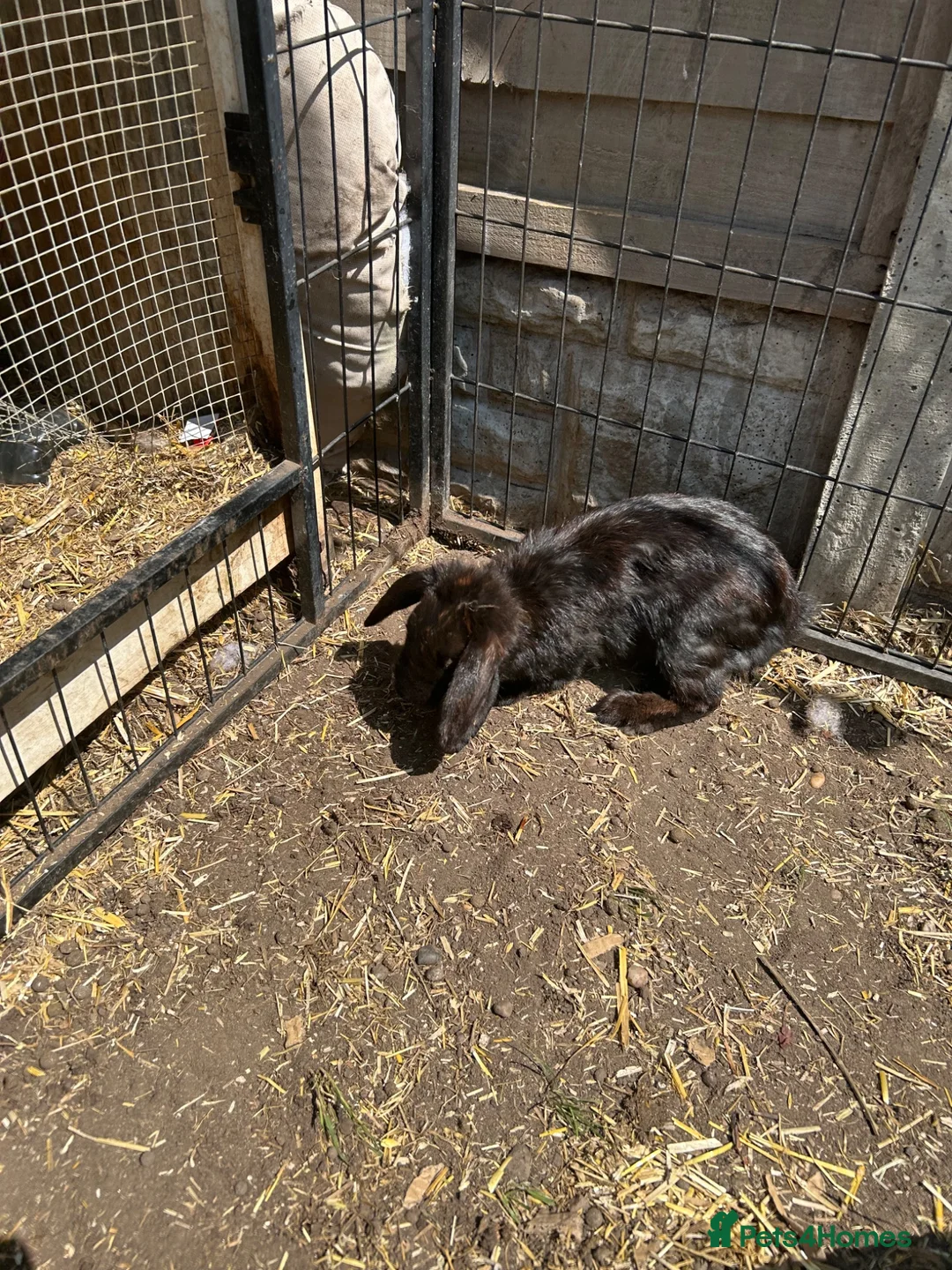 Mini Lop rabbits for sale: Rabbits  - Advert 1