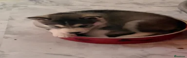 Siberian Husky 3