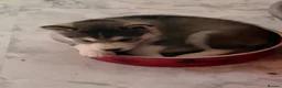 Siberian Husky dogs for sale: Stunning husky pups  - Advert 40