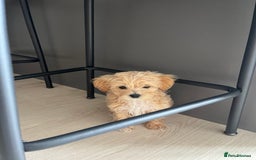 Maltipoo dogs for sale: A litter of 5 beautiful Maltipoo’s  - Image 10