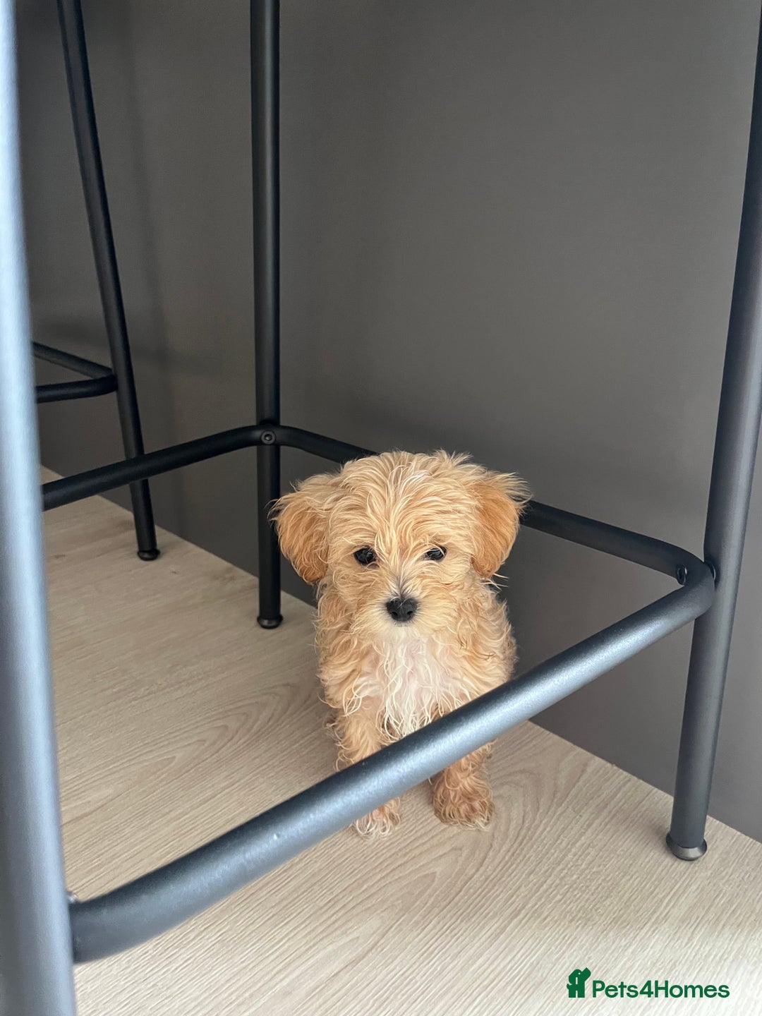 Maltipoo dogs for sale: A litter of 5 beautiful Maltipoo’s  - Image 10