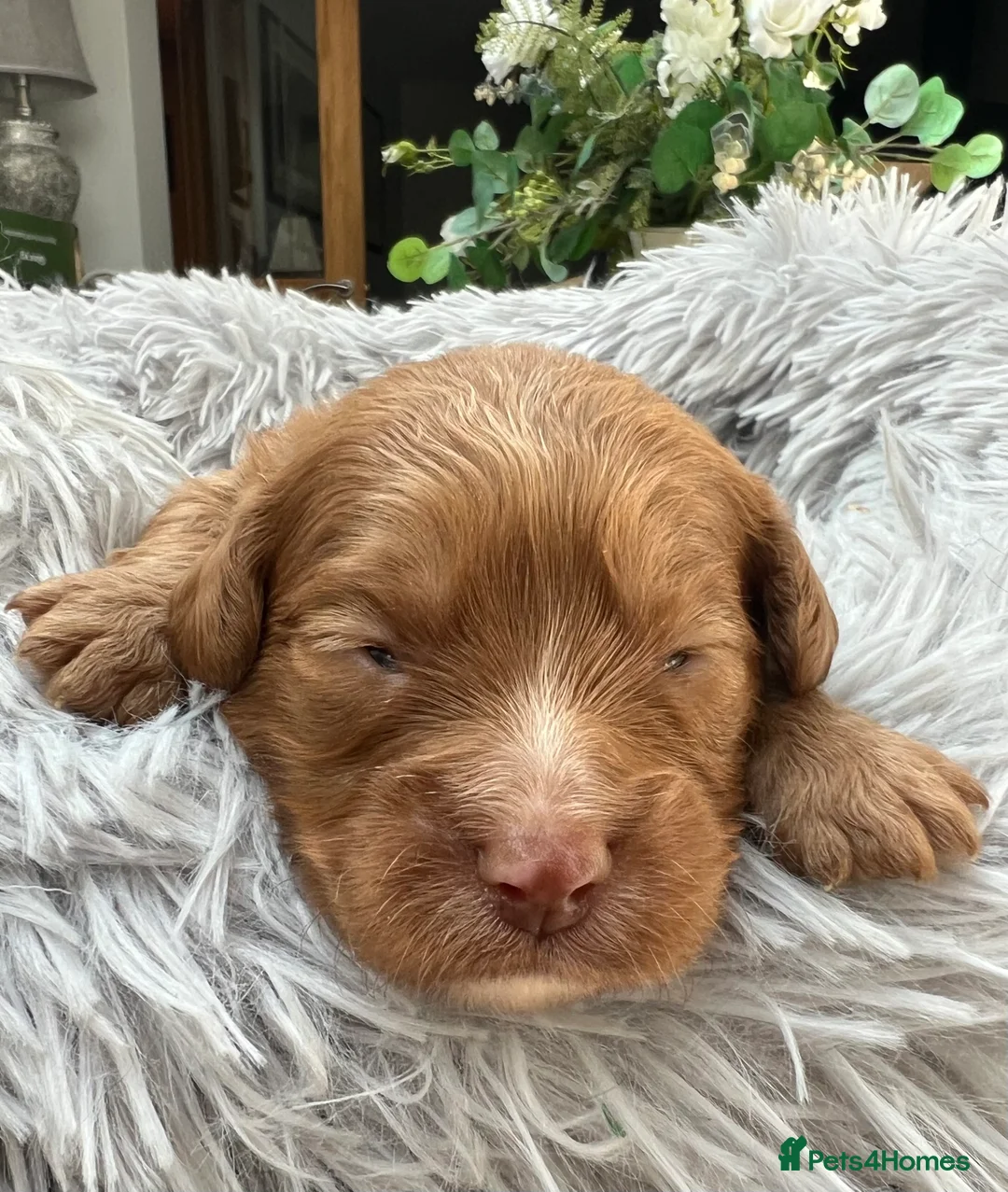 Cavapoo dogs for sale: ❤️ BEAUTIFUL F1B CAVAPOO PUPPIES 💙 - Advert 13