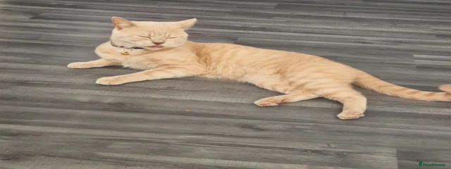 Archy
