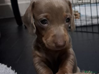 Miniature Dachshund dogs Stunning Miniature Dachshunds Piebald/Isabella 💙 - Advert 7