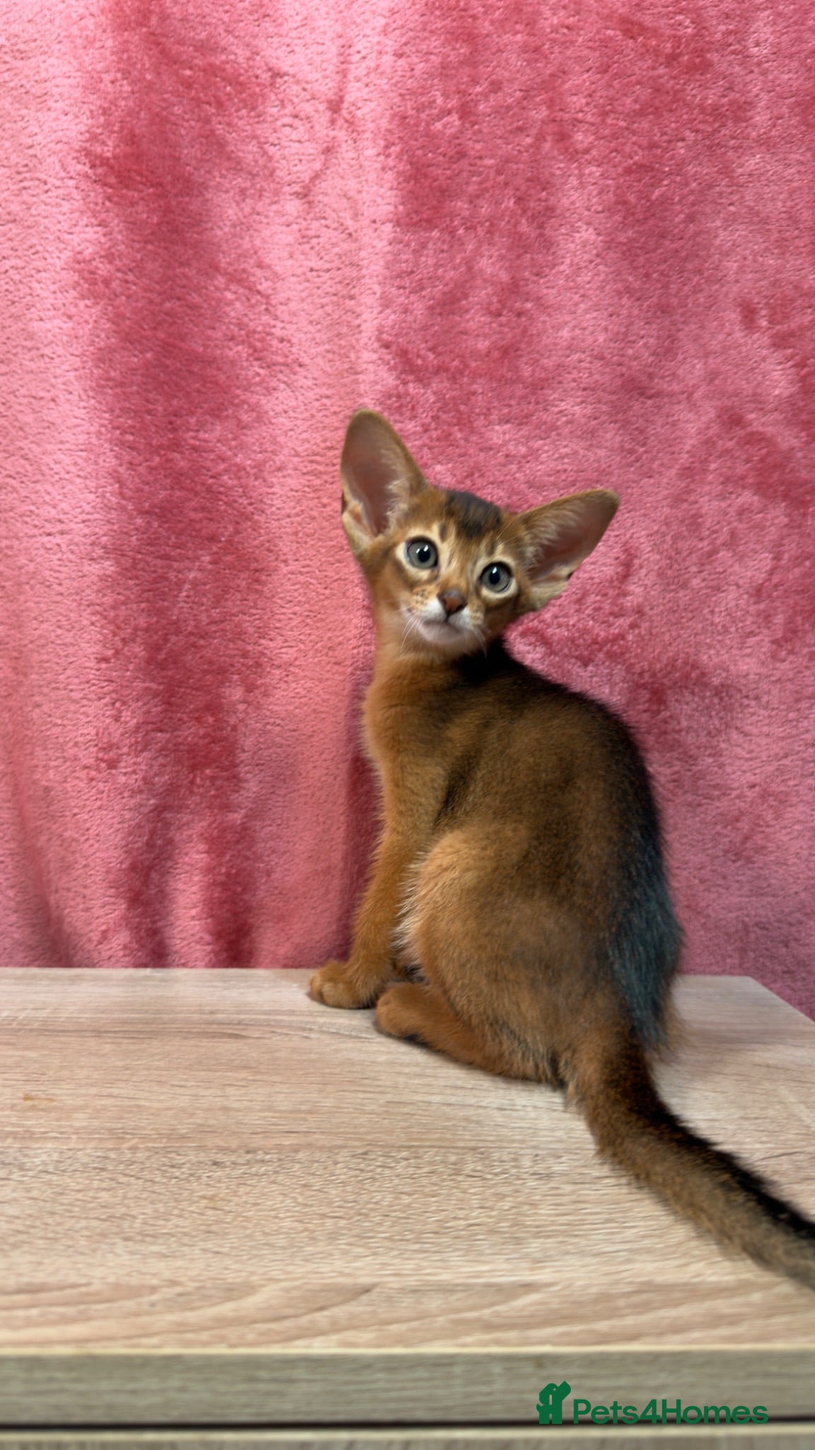 Abyssinian cats Beautiful GCCF Registered Abyssinian Kittens 💙❤️ - Advert 1
