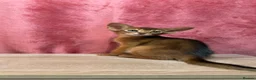Abyssinian cats for sale: Beautiful GCCF Registered Abyssinian Kittens 💙❤️ - Advert 1