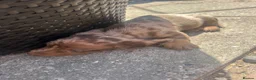 Miniature Dachshund dogs for sale: 6 beautiful miniature dachshund puppies - Advert 20