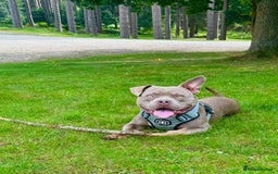 American Bully dogs for stud: American bully ready to be studded  - Image 1