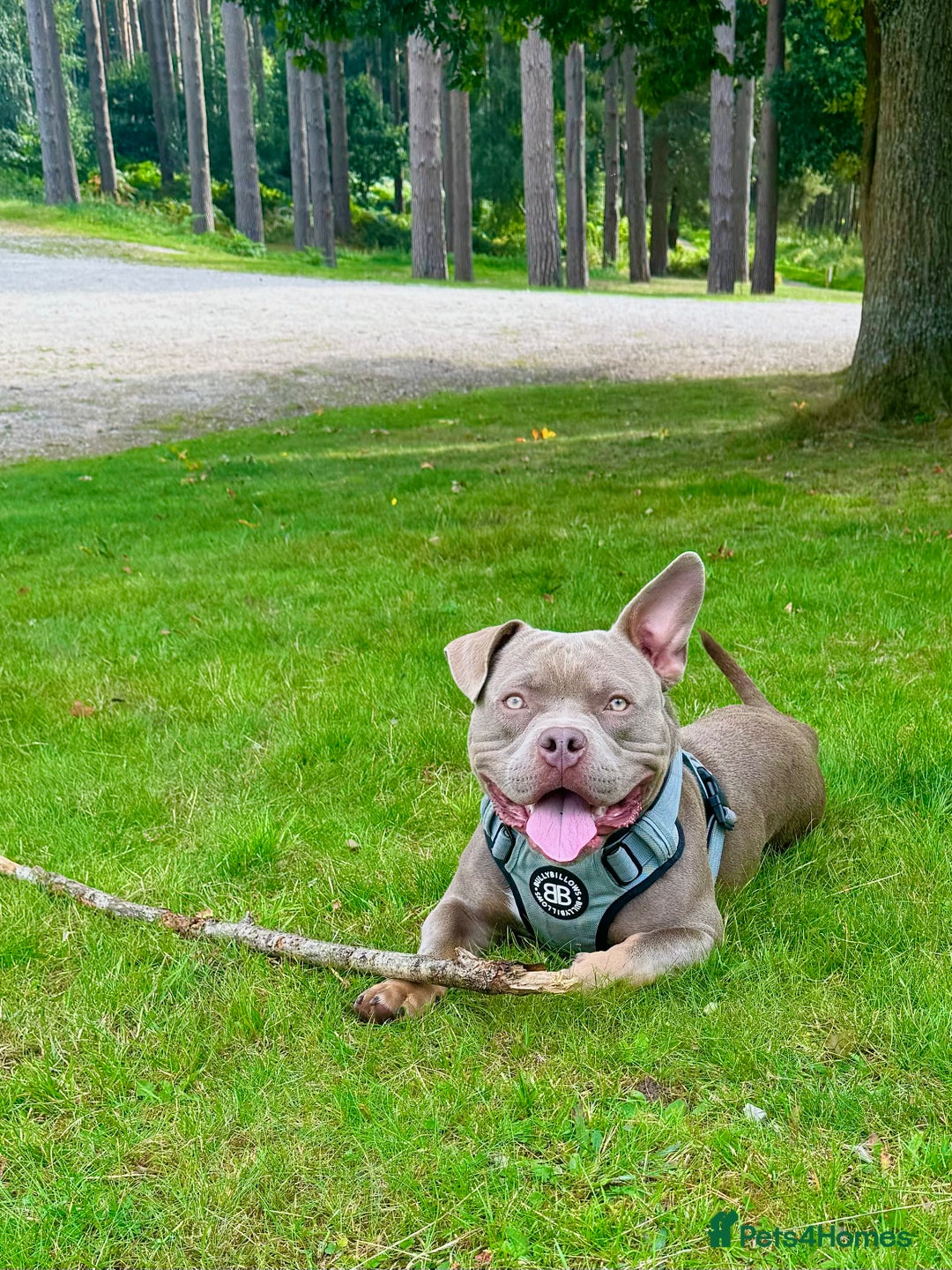 American Bully dogs for stud: American bully ready to be studded  - Image 1