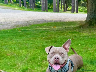 American Bully dogs - Advert 1