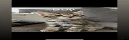 Mixed Breed cats for sale: 5 beautiful kittens - Advert 6