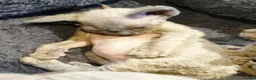 Sphynx cats for sale: Stunning Blue/Grey Sphynx Kitten ** All GONE *** - Advert 11