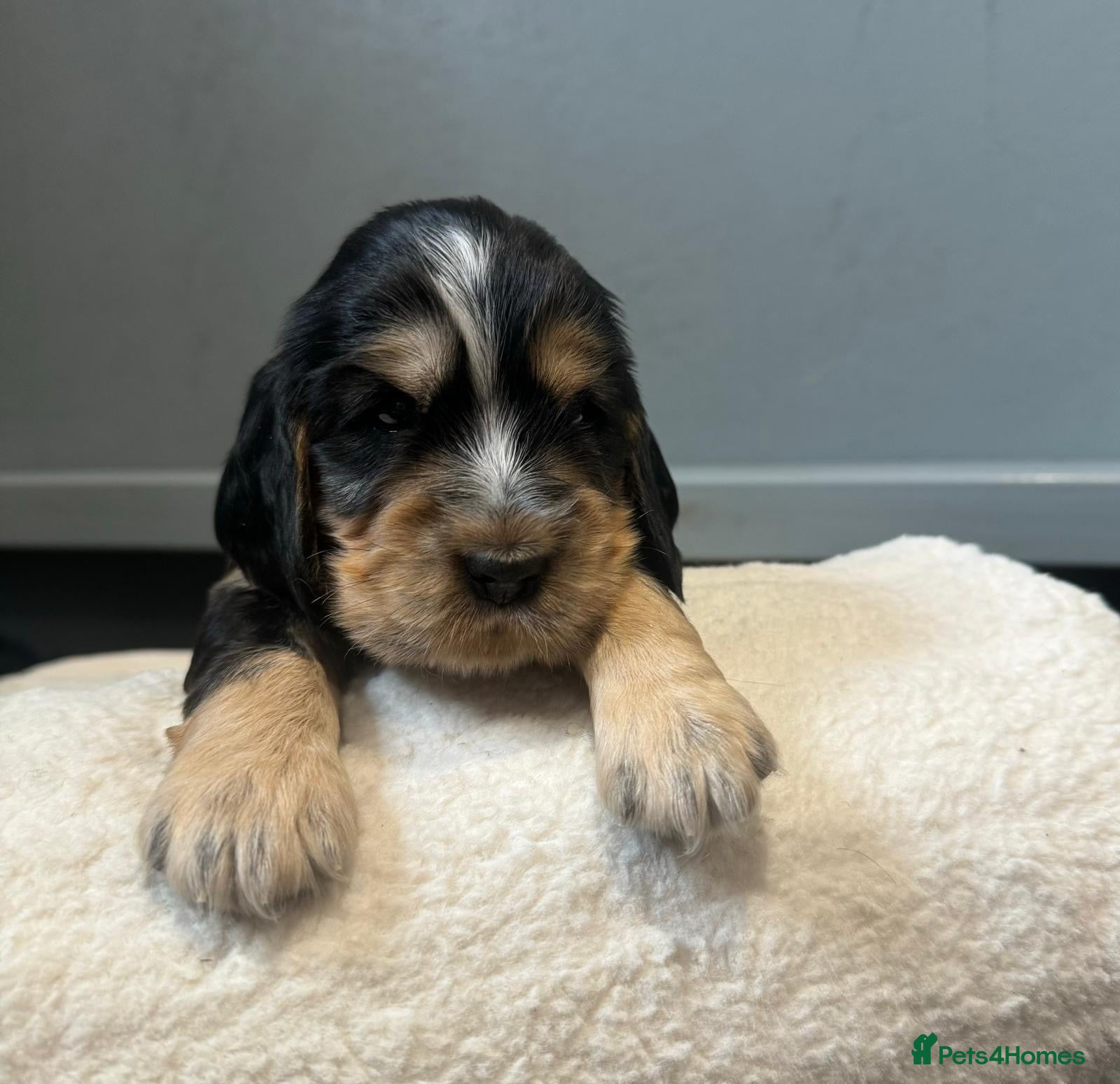Cocker Spaniel dogs Health Tested Kc Show Type Cocker Spaniel Puppies - Advert 1