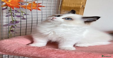 Ragdoll cats - Advert 7