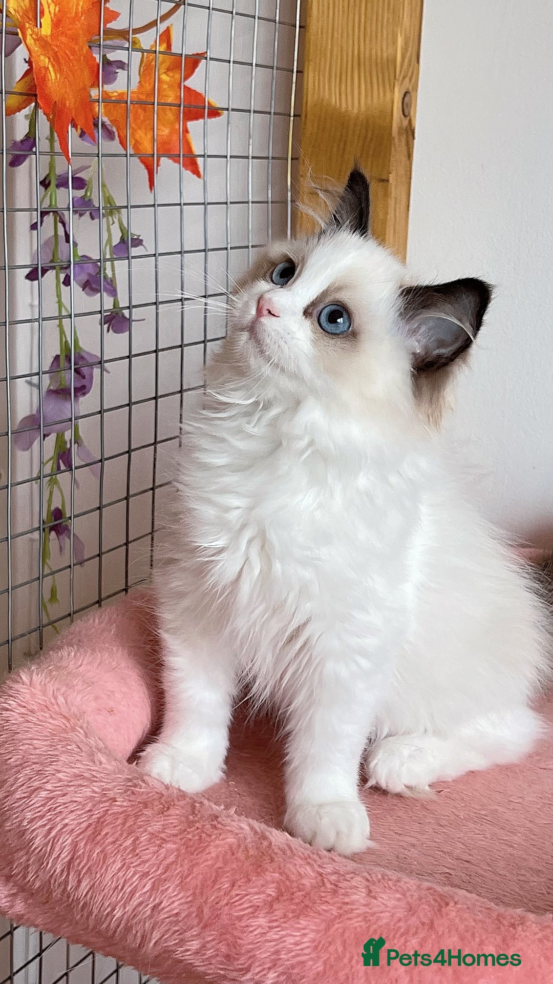 Ragdoll cats for sale: TICA Registered EU famous R bloodline  - Image 3