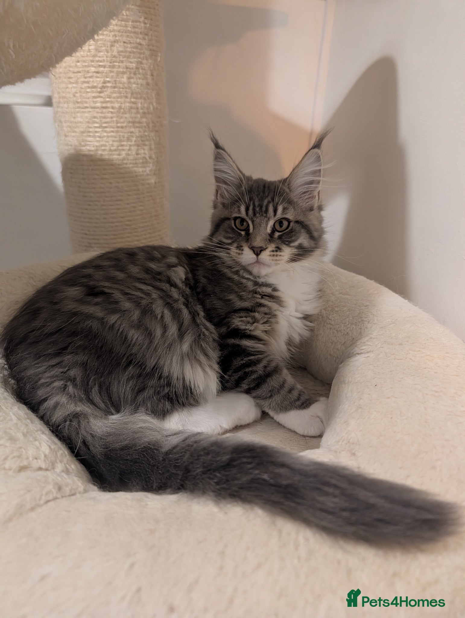 Maine Coon cats Tica Reg Maine Coon kitten from Champion lines  - Advert 2