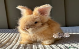 Angora rabbits for sale: Fully Vaccinated Maxi Faced English Angora - Advert 5