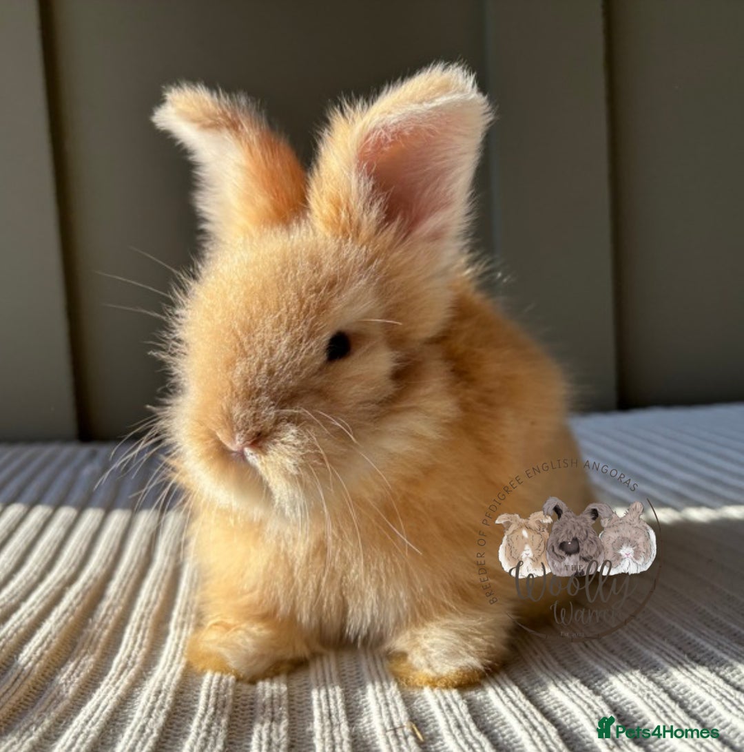 Angora rabbits for sale: Fully Vaccinated Maxi Faced English Angora - Advert 5