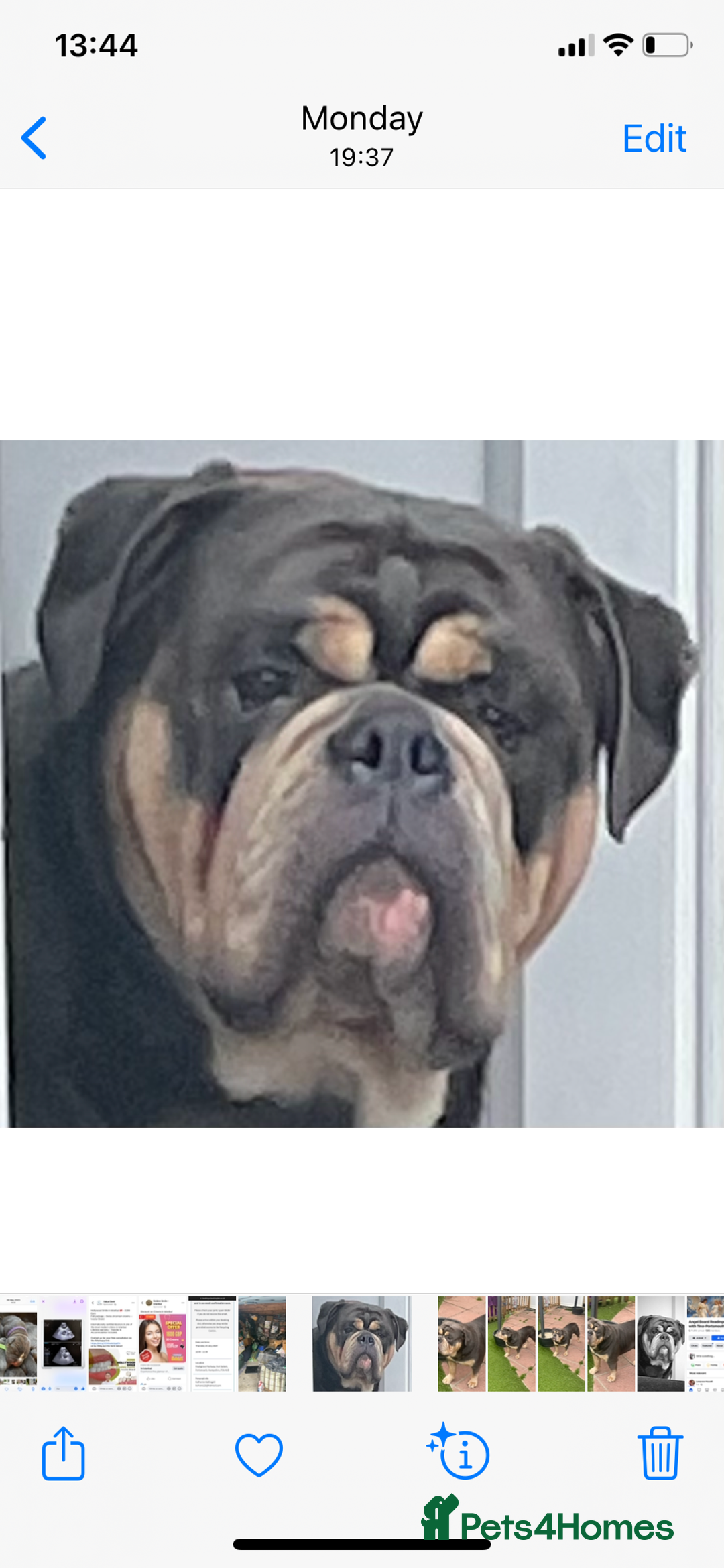 Dorset Olde Tyme Bulldogge dogs for stud: Proven LH fluffy carrier in Portsmouth - Image 3