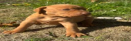 Hungarian Vizsla dogs for sale: TRUE HUNGARIAN VIZSLA PUPPIES  - Advert 6