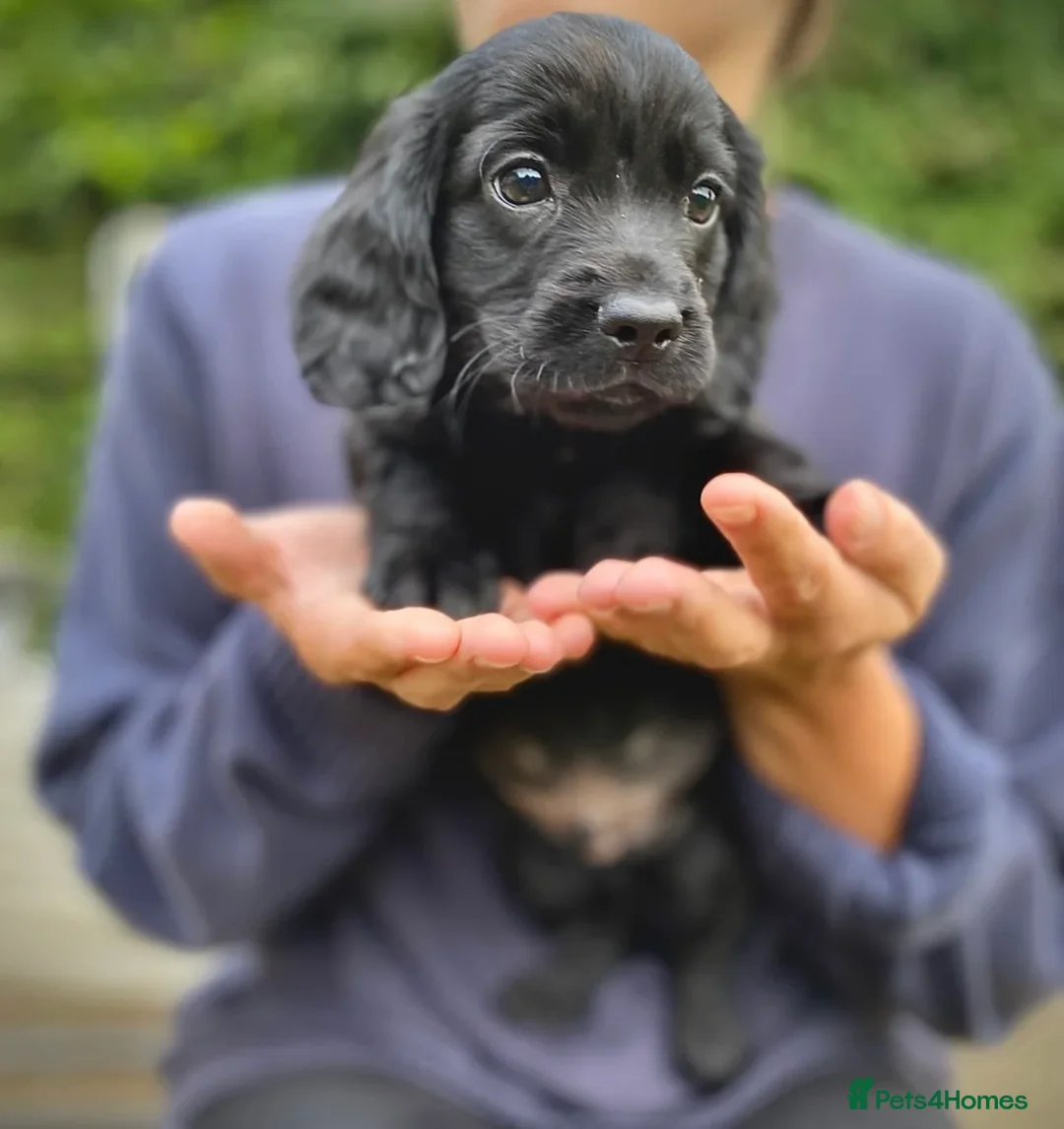 Cocker Spaniel dogs for sale: ✨ Working Cocker Spaniel pups, ready 7th March ✨ - Advert 11