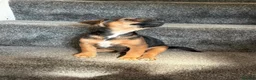 Jack Russell dogs for sale: Ready for there forever homes  - Advert 7
