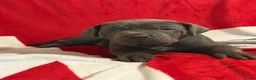 Cane Corso dogs for sale: BEAUTIFUL CANE CORSO PUPPIES – ICCF REGISTERED 🐾 - Advert 9