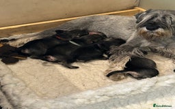 Schnauzer dogs for sale: Standard schnauzer pepper & salt KC reg vet check - Image 5