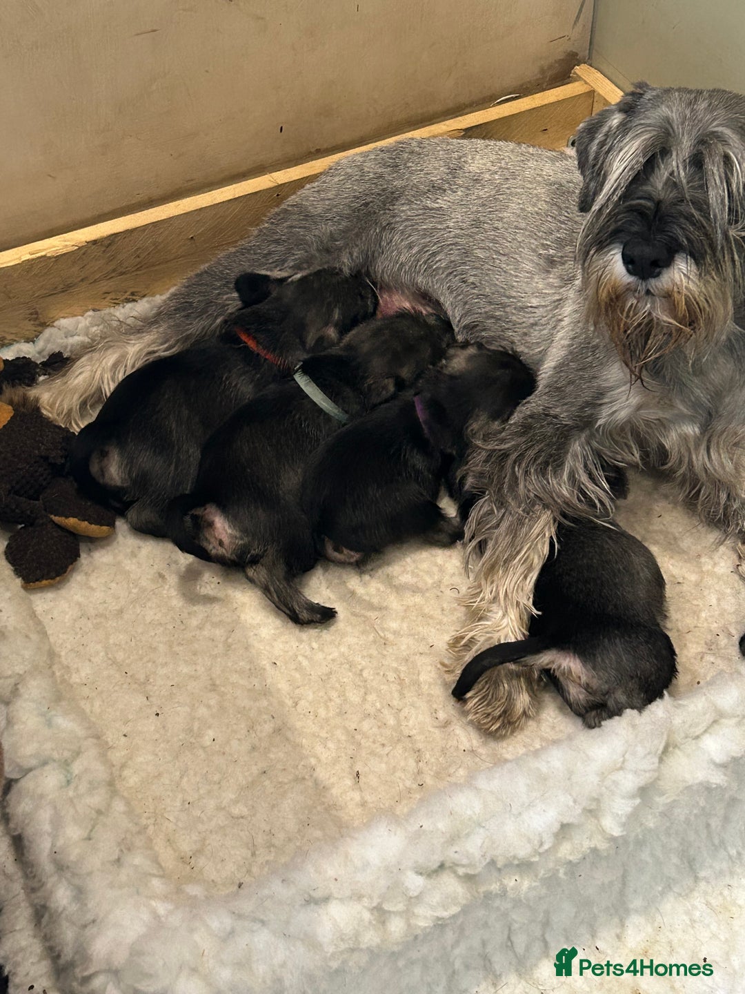 Schnauzer dogs for sale: Standard schnauzer pepper & salt KC reg vet check - Image 5