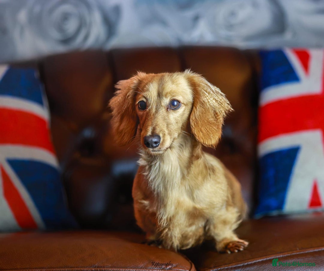Miniature Dachshund dogs for sale: Omshantipuppies miniature dachshund puppies - Image 11