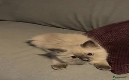 Ragdoll cats for sale: Beautiful GCCF Reg Pure Bred Ragdoll kittens - Image 8