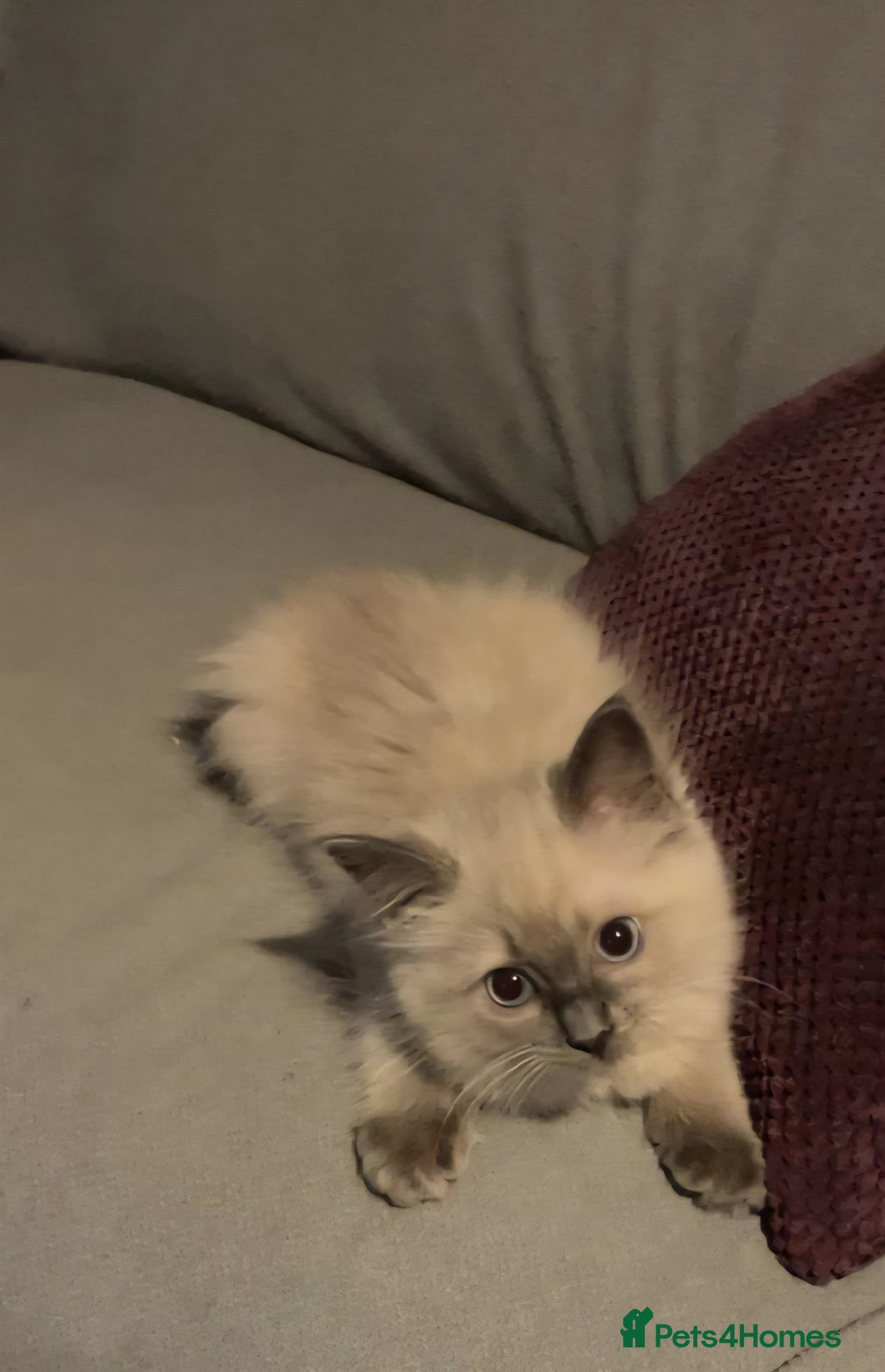 Ragdoll cats for sale: Beautiful GCCF Reg Pure Bred Ragdoll kittens - Image 8