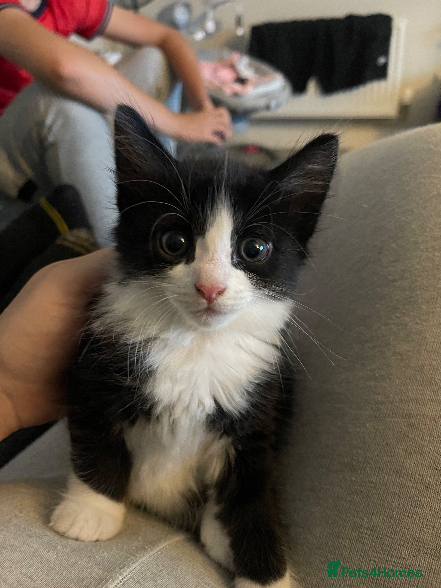 British Longhair cats for sale: British long hair kitten  - Advert 1