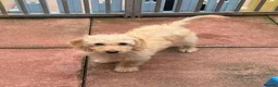 Mixed Breed dogs for sale: Male Double Doodle For Sale - Advert 6
