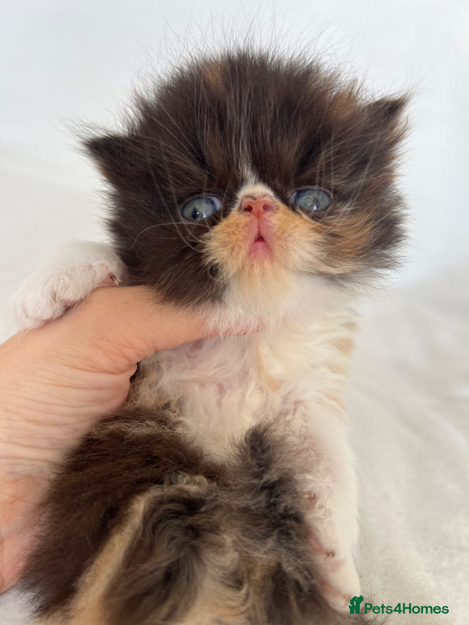 Persian cats GCCF Registered Persian Kittens - Advert 15