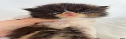 Persian cats for sale: GCCF Registered Persian Kittens - Advert 1