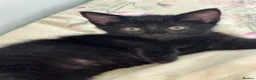 Aegean cats for sale: Adorable black kitten - Advert 7