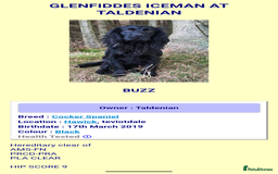 Cocker Spaniel dogs for sale: Working Cocker spaniel pups - Image 11