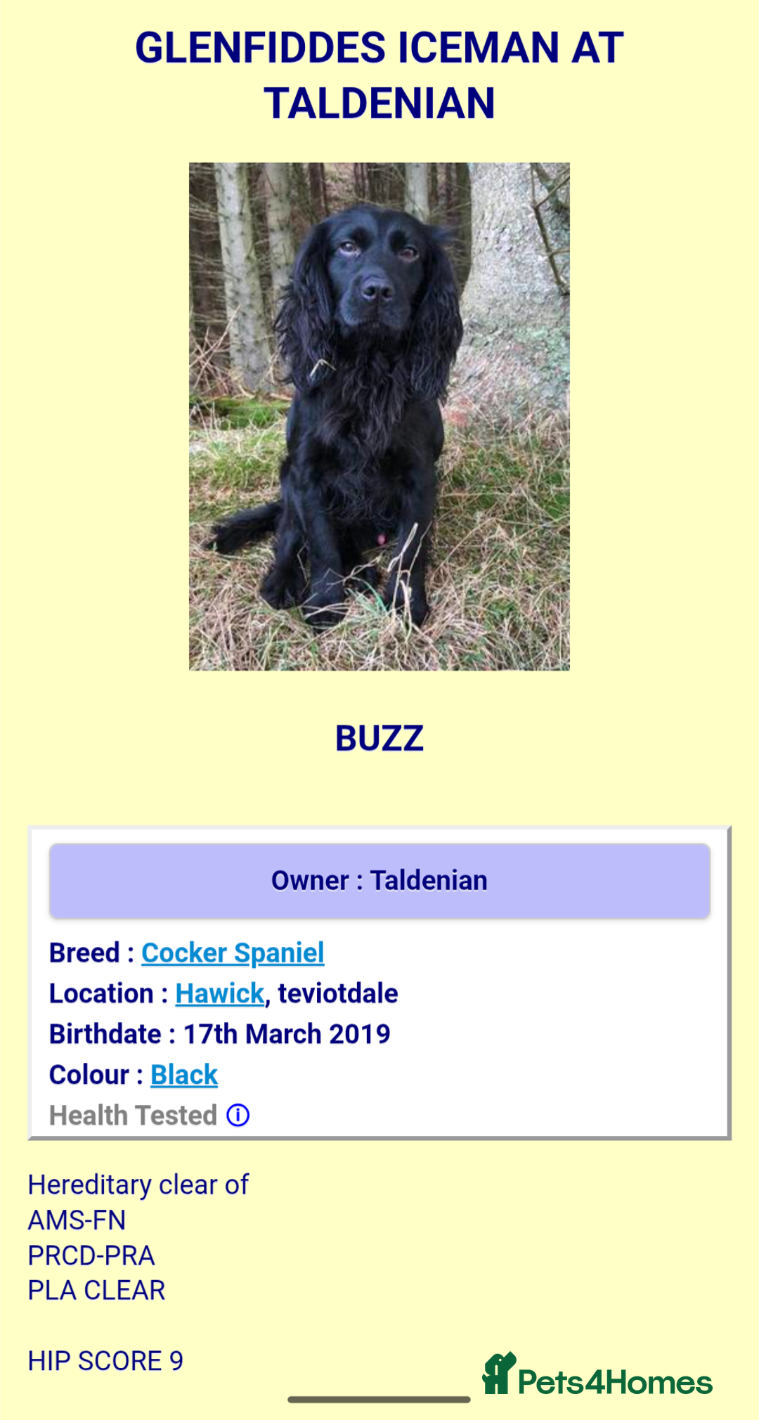 Cocker Spaniel dogs for sale: Working Cocker spaniel pups - Image 11