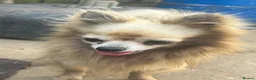 Chihuahua dogs for sale: Male creme longfur chihuahua and jackrusselterrier - Advert 27