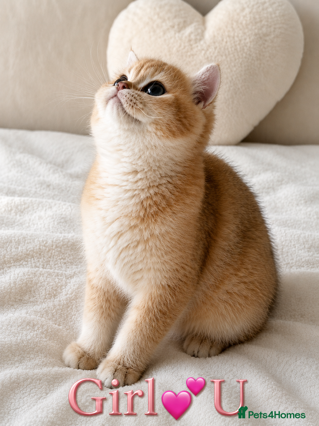 British Shorthair cats Tica Registered Ny12 Golden British Shorthair Girl - Advert 1