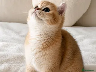 British Shorthair cats Tica Registered Ny12 Golden British Shorthair Girl - Advert 1