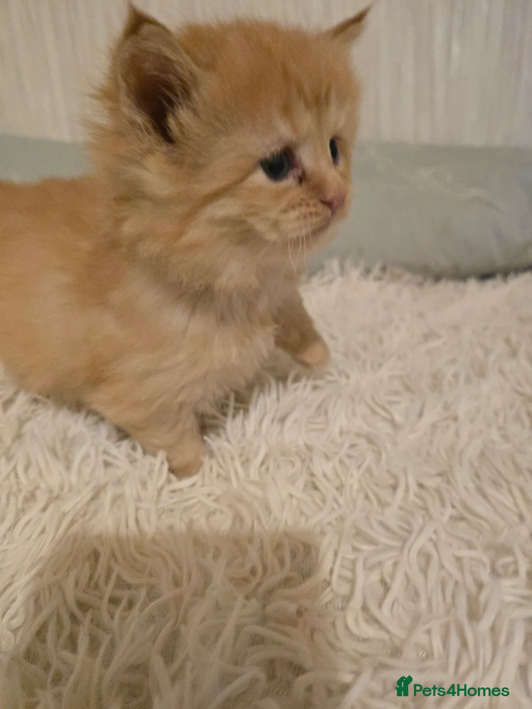 Maine Coon cats for stud: Maine Coon Large Red Tabby over 10kg in Hull - Advert 16