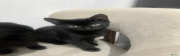 Mixed Breed cats for sale: Two black male kittens in Melton Mowbray - Advert 10