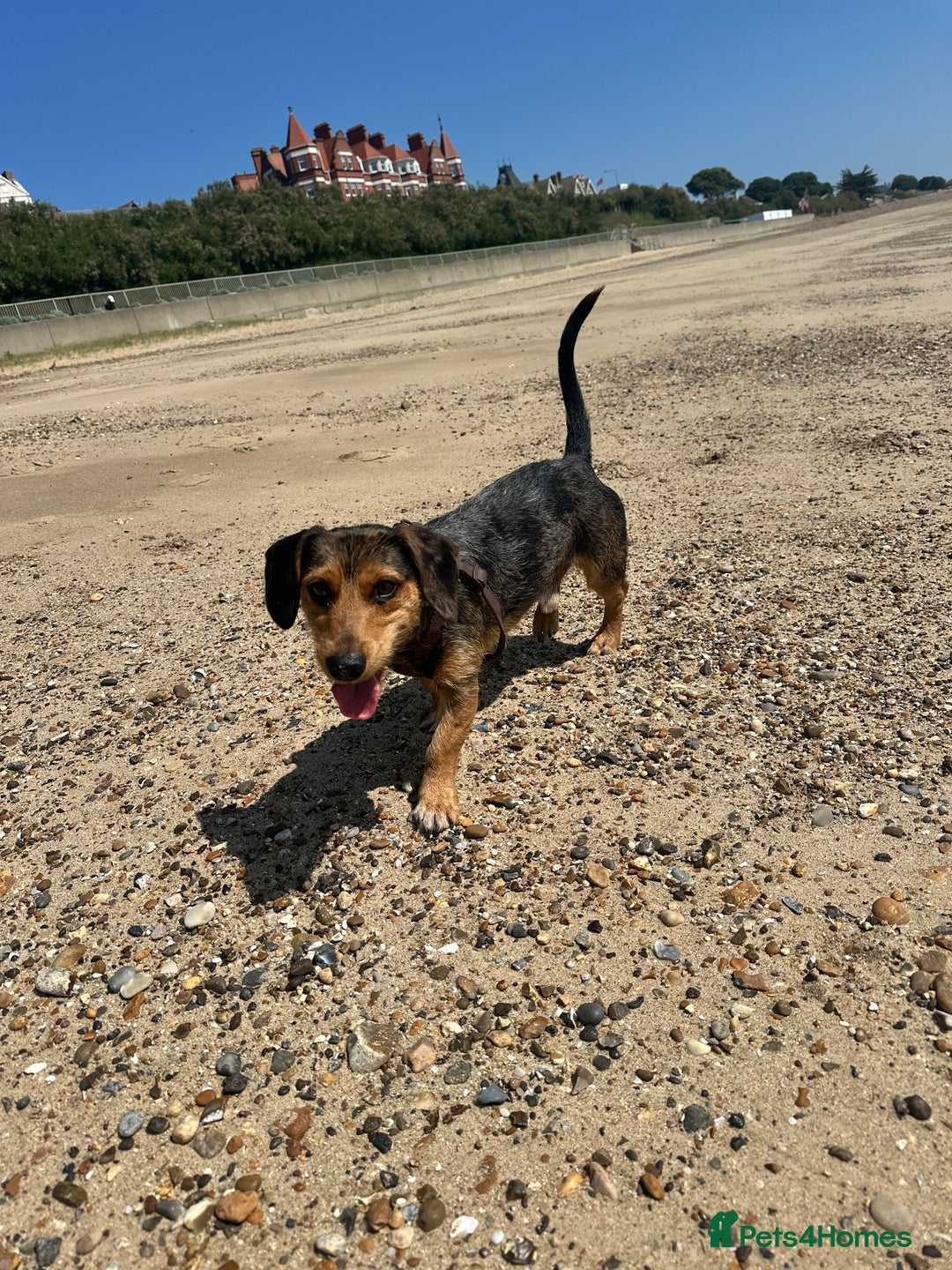 Mixed Breed dogs for sale: Bentley  - Advert 4