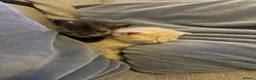 Abyssinian cats for sale: British x Abyssinian Kittens ONLY 2 left !  - Advert 26