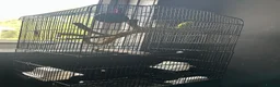Budgerigars birds for sale: Budgies  in Leeds - Advert 3