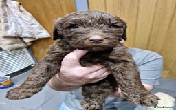 Labradoodle dogs for sale: Large standard labradoodles - Image 2