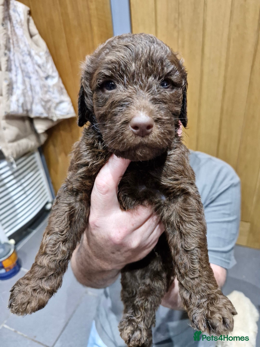 Labradoodle dogs for sale: Large standard labradoodles - Image 2