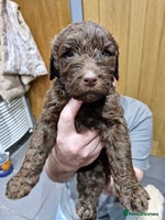 Labradoodle dogs - Advert 1